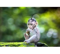 OZLHSP puzzle 500 pieces Monkey 52x38cm