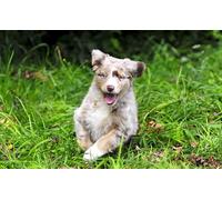 OZLHSP puzzle adults 500 pieces Australian Shepherd Puppies Animals 52x38cm