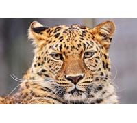 OZLHSP puzzle adults 500 pieces Leopards Big Animals 52x38cm