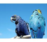 OZLHSP puzzle adults 500 pieces Parrots Animal 52x38cm