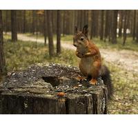 OZLHSP puzzle adults 500 pieces Squirrel Rodents Animals 52x38cm