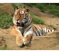 OZLHSP puzzle adults 500 pieces Tiger Big Animals 52x38cm