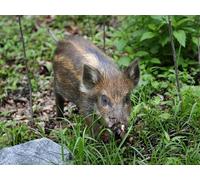 OZLHSP puzzle adults 500 pieces Wild Pig Animal 52x38cm