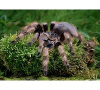 OZLHSP puzzle board 1000 pieces Spiders Salmon Pink Tarantula Animals 75x50cm