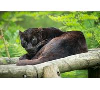 OZLHSP puzzle board 1500 pieces Panthers Big Cats Animal 87x57cm