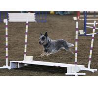 OZLHSP puzzle board 500 pieces Australian Cattle Jump Animals 52x38cm