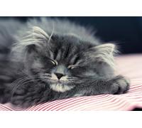 OZLHSP puzzle board 500 pieces Cats Fluffy Animal 52x38cm