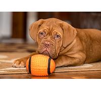 OZLHSP puzzle christmas jigsaw puzzle 1000 piece Bordeaux Dog Puppies 75x50cm