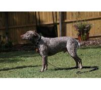 OZLHSP puzzle christmas jigsaw puzzle 1500 piece Australian Cattle Animals 87x57cm