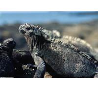 OZLHSP puzzle christmas jigsaw puzzle 1500 piece Reptiles Animals 87x57cm