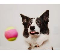 OZLHSP puzzle christmas jigsaw puzzle 500 piece Border Collie Animals 52x38cm