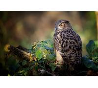 OZLHSP puzzle christmas jigsaw puzzle 500 piece Owl Animal 52x38cm