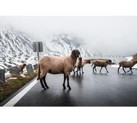 OZLHSP puzzle christmas jigsaw puzzle 500 piece Sheep of the Fog Animal 52x38cm