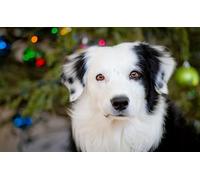OZLHSP puzzle christmas jigsaw puzzle 500 piece Shepherds Border Collies Animals 52x38cm
