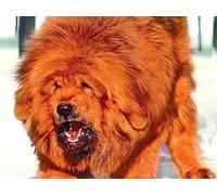 OZLHSP puzzle christmas jigsaw puzzle 500 piece Tibetan Mastiff Animal 52x38cm