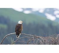 OZLHSP puzzle for 500 piece Bald Eagle Hawk Animal 52x38cm