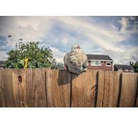 OZLHSP puzzle for 500 piece Dove Animal 52x38cm