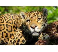 OZLHSP puzzle for 500 piece Jaguars Animals 52x38cm
