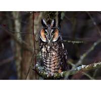 OZLHSP puzzle for 500 piece Long-eared Owl Animals 52x38cm