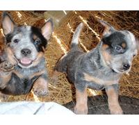 OZLHSP puzzle for adults 500 pieces Australian Cattle Puppy Hay Animals 52x38cm