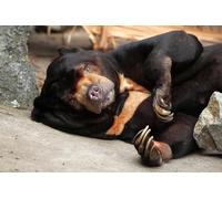 OZLHSP puzzle for adults 500 pieces Bears Claws Malayan Bear Animal 52x38cm
