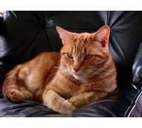OZLHSP puzzle for adults jigsaw 1000 piece Cats Animal 75x50cm