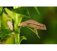OZLHSP puzzle for adults jigsaw 1500 piece Chameleons Animal 87x57cm