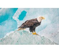 OZLHSP puzzle for adults jigsaw 500 piece Bald Eagle Ice Hawk 52x38cm