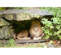 OZLHSP puzzle for adults jigsaw 500 piece Lions Big Cats Animal 52x38cm