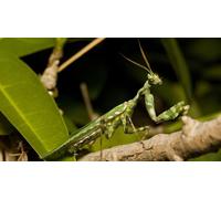 OZLHSP puzzle for adults jigsaw 500 piece Praying Mantis Animals 52x38cm