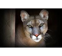 OZLHSP puzzle for kids 500 piece Cougars Big Cats 52x38cm
