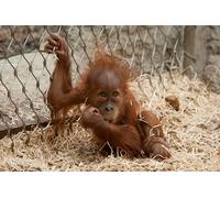 OZLHSP puzzle for kids 500 piece Monkeys Baby Orangutan Animals 52x38cm