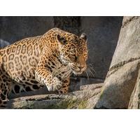 OZLHSP puzzle for kids jigsaw puzzle 1000 piece Jaguars Big Animals 75x50cm