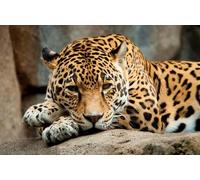OZLHSP puzzle for kids jigsaw puzzle 1000 piece Jaguars Big Cats 75x50cm