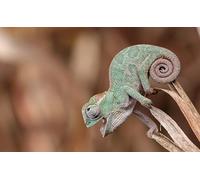 OZLHSP puzzle for kids jigsaw puzzle 1500 piece Reptiles Animals 87x57cm