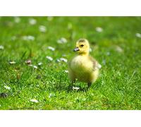 OZLHSP puzzle for kids jigsaw puzzle 500 piece Geese Babies Chick Animal 52x38cm
