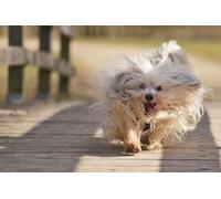 OZLHSP puzzle for kids jigsaw puzzle 500 piece Havanese Bichon Animals 52x38cm