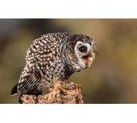 OZLHSP puzzle for kids jigsaw puzzle 500 piece Owl Animal 52x38cm