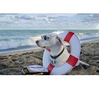 OZLHSP puzzle for kids jigsaw puzzle 500 piece Retriever Beaches Animals 52x38cm