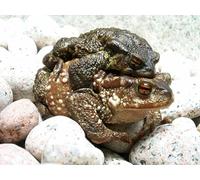 OZLHSP puzzle friends 1000 pieces Frogs Animal 75x50cm