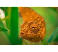 OZLHSP puzzle friends 1500 pieces Chameleon Reptiles 87x57cm