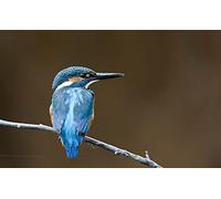 OZLHSP puzzle friends 1500 pieces Common Kingfisher Animals 87x57cm