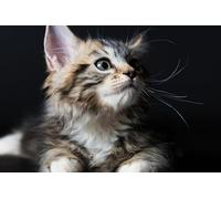 OZLHSP puzzle friends 500 pieces Kittens Animals 52x38cm