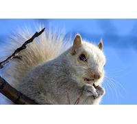 OZLHSP puzzle friends 500 pieces Squirrels Rodents Squirrel Animal 52x38cm