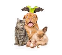 OZLHSP puzzle game jigsaw 1000 piece Bordeaux Dog Cats Falcon Rabbit Sea 75x50cm