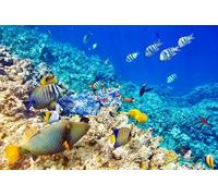 OZLHSP puzzle game jigsaw 500 piece Fish Coral Reef Tropical Animals 52x38cm