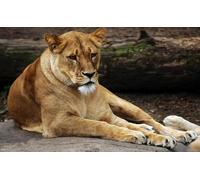 OZLHSP puzzle game jigsaw 500 piece Lions Big Animals 52x38cm