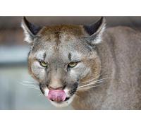OZLHSP puzzle game jigsaw 500 piece Puma Big Animals 52x38cm