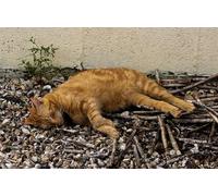 OZLHSP puzzle games for adults 1000 pieces Cat Animal 75x50cm