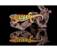 OZLHSP puzzle games for adults 1000 pieces Chameleons Panther Animal 75x50cm